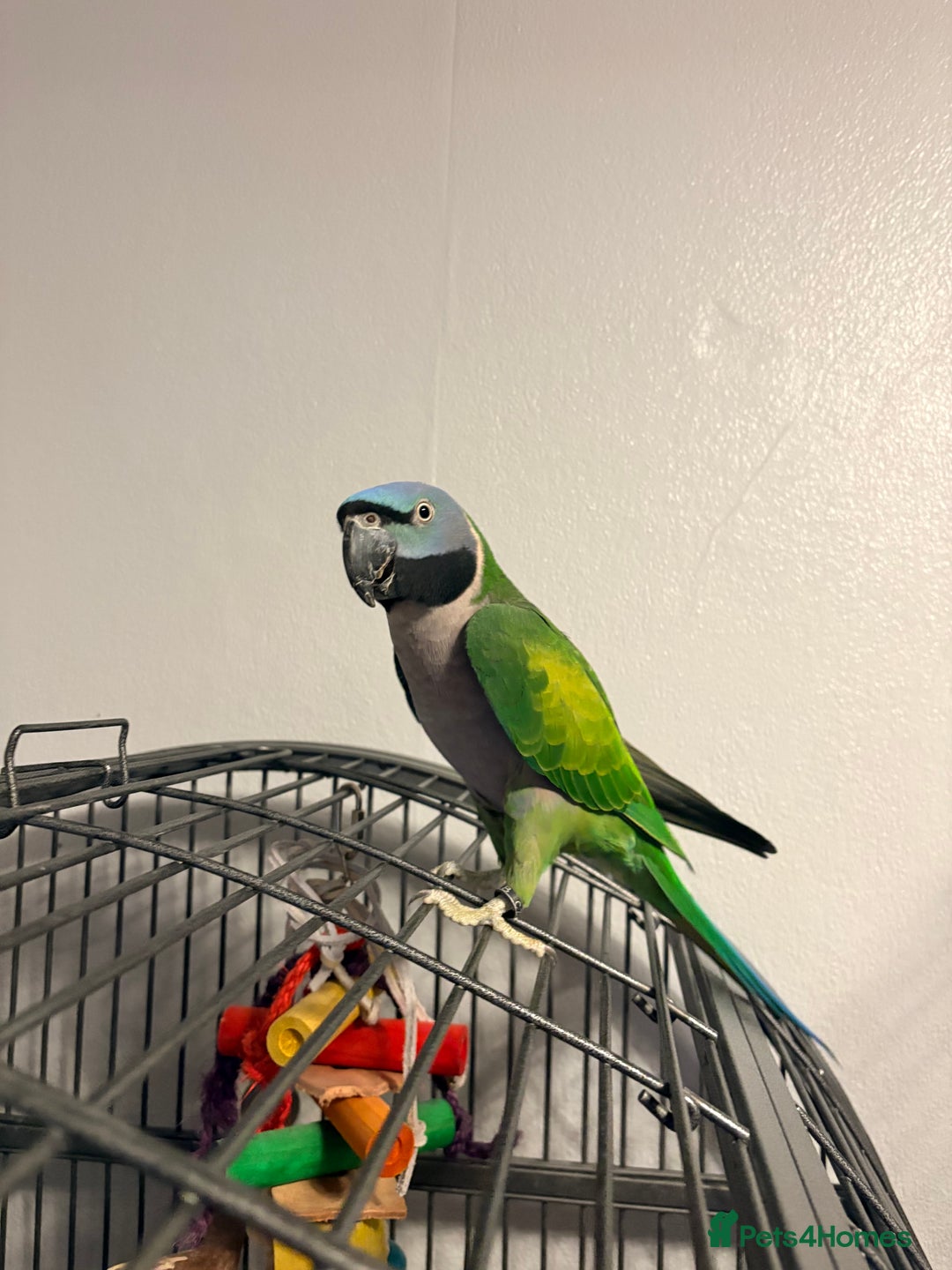 Parrots birds for sale: Derbyan parrott  - Advert 1