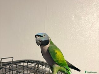 Parrots birds Derbyan parrott - Advert 1