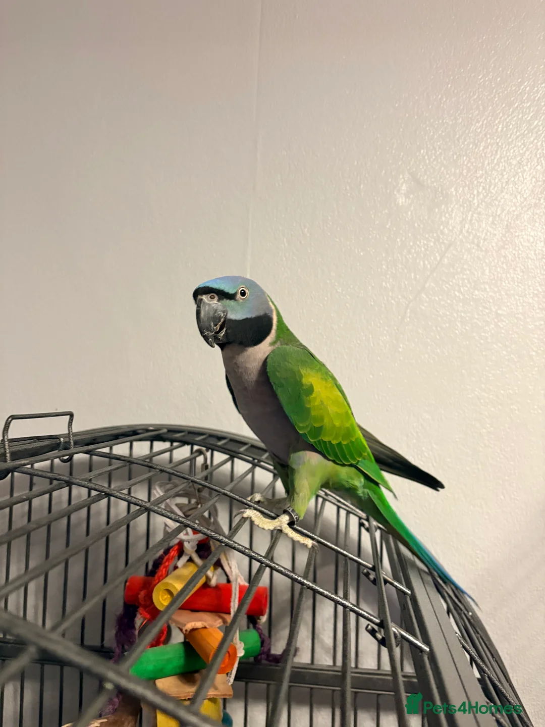 Parrots birds for sale: Derbyan parrott  - Advert 1