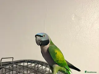 Parrots birds Derbyan parrott - Advert 17