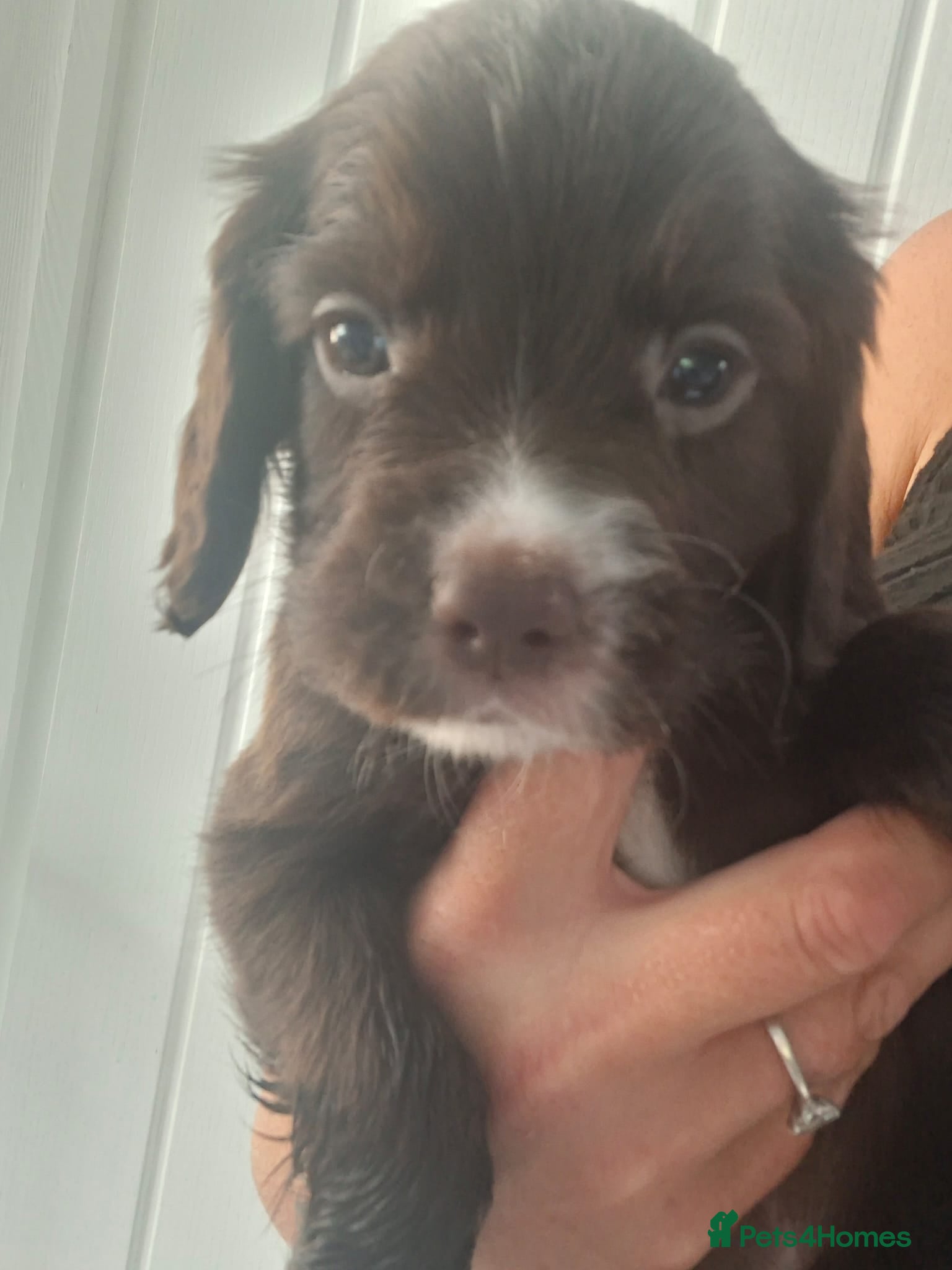 Sprocker dogs Sprocker pups - Advert 2