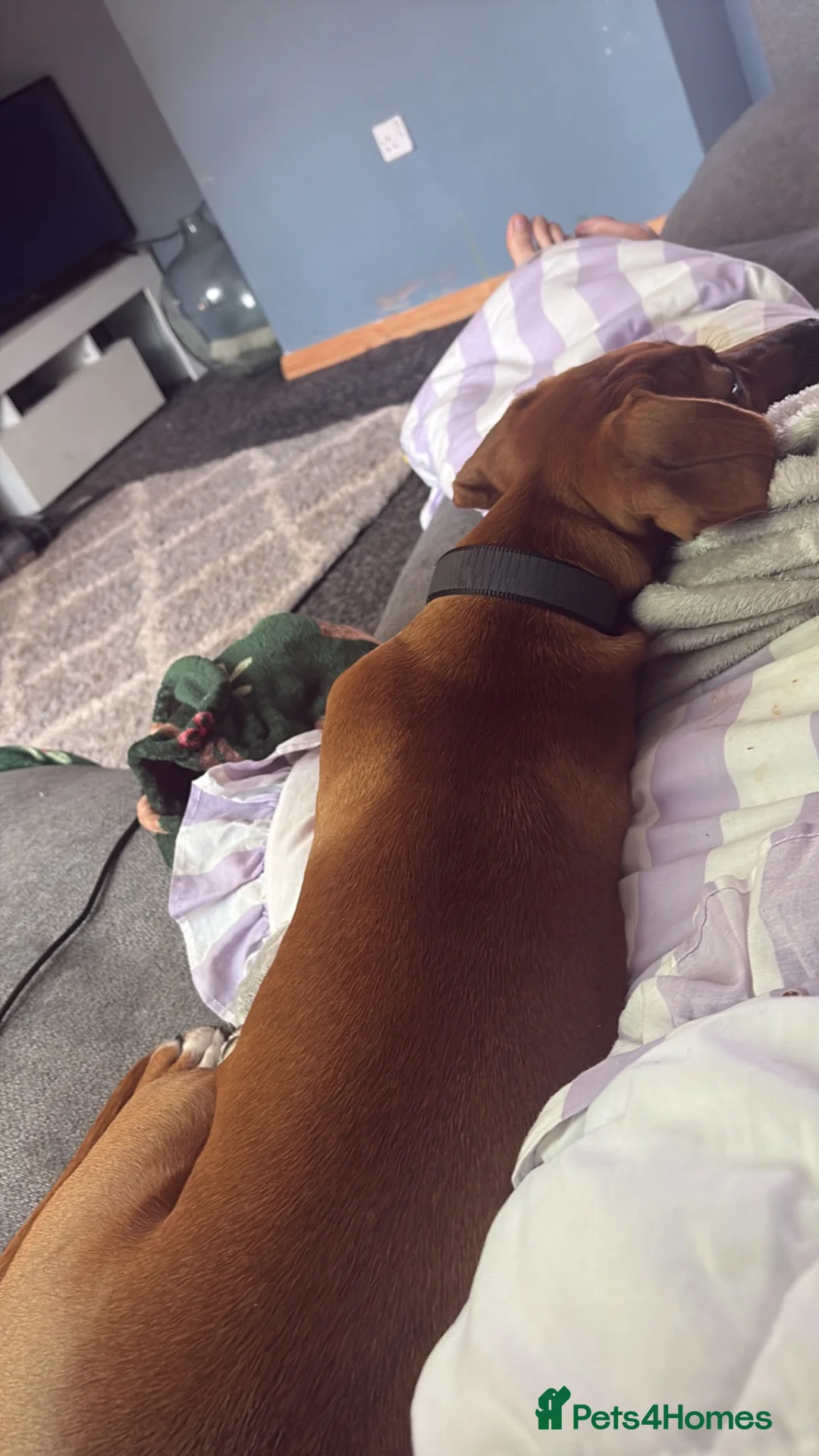 Mixed Breed dogs for sale: No breed 6 month old puppy  in Rowlands Gill - Advert 1