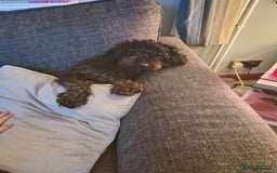 Pomapoo dogs for sale: Mother and daughter for sale  - Image 1