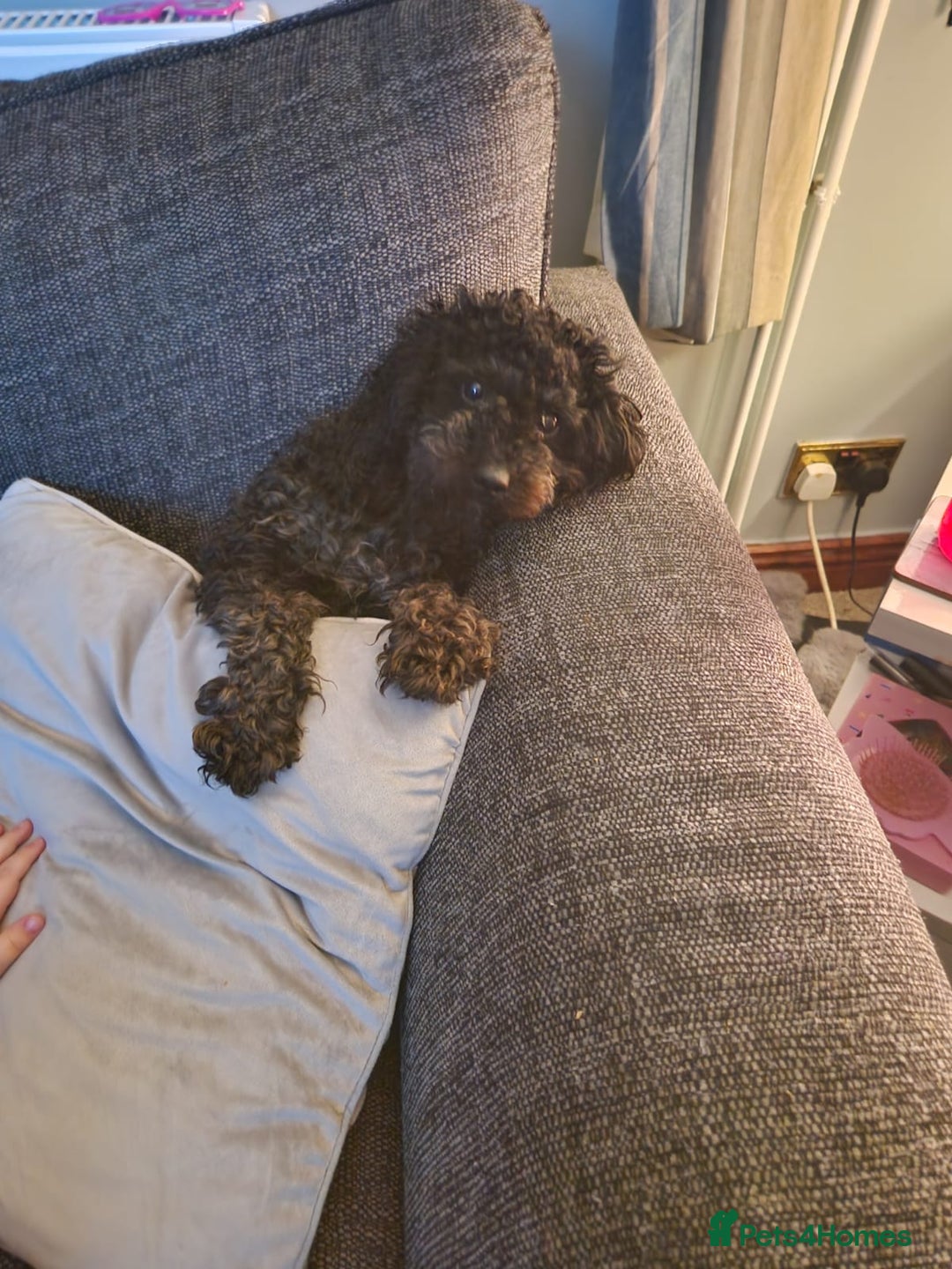 Pomapoo dogs for sale: Mother and daughter for sale  - Image 1