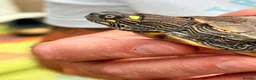 Turtle reptiles for sale: Ouachita Map Turtles  - Advert 2