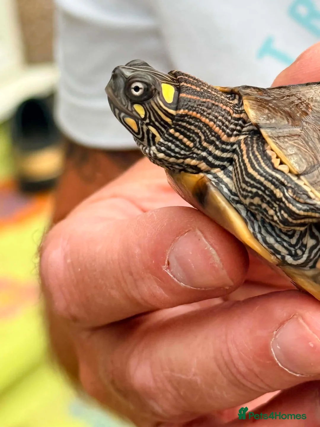 Turtle reptiles for sale: Ouachita Map Turtles  - Advert 2