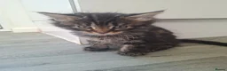 Maine Coon cats for sale: Maine coon cross very fluffy kittens  in Abergavenny - Advert 9