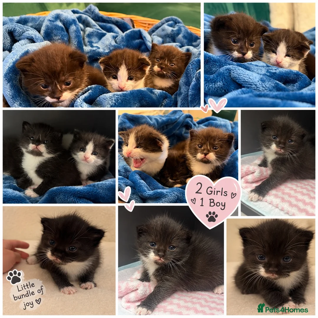 Domestic Shorthair cats for sale: Beautiful kittens  in Leicester - Advert 2