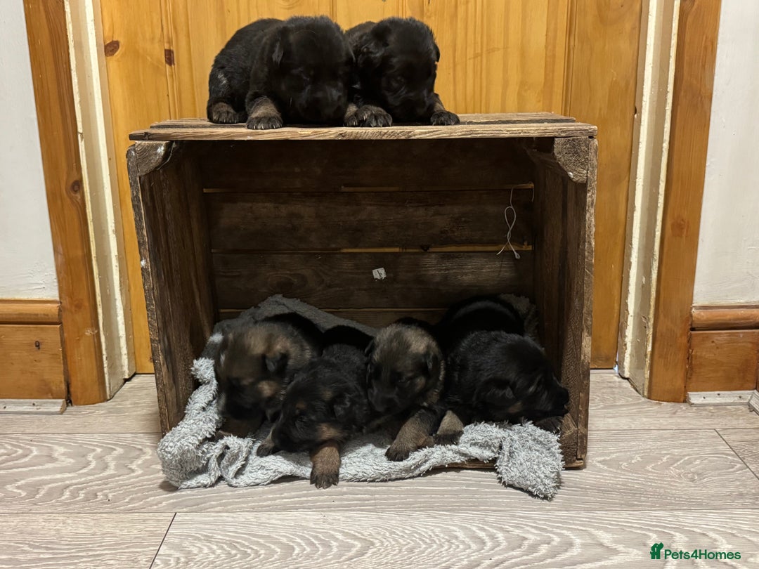 German Shepherd dogs for sale: German shepherd puppies  - Advert 14