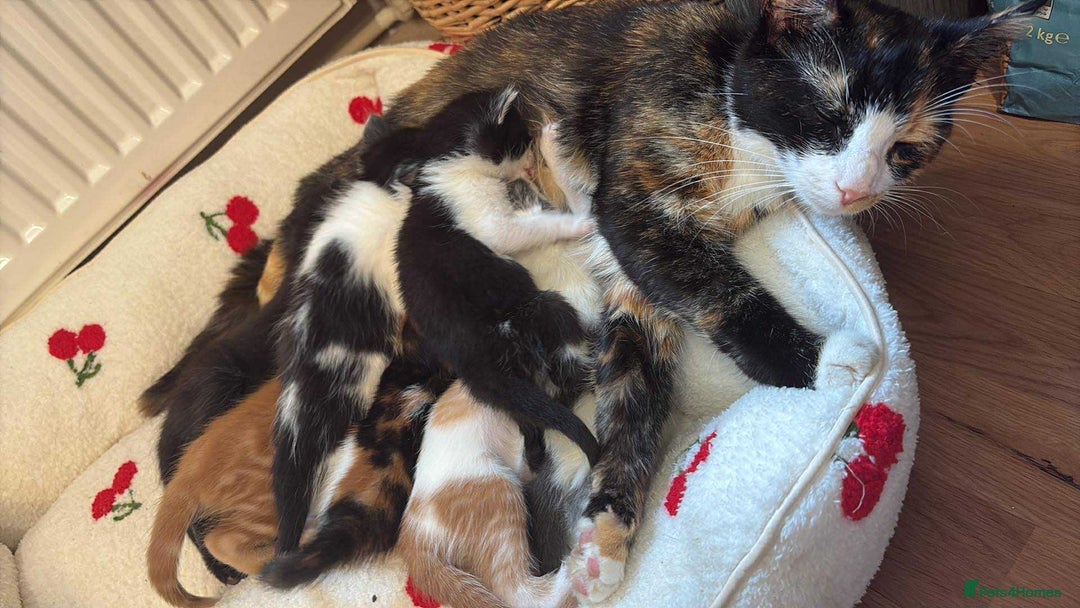 American Shorthair cats for sale: 5 beautiful kittens available  - Image 8