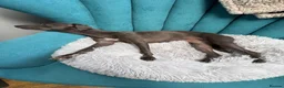 Italian Greyhound dogs for sale: Beautiful, affectionate Italian Greyhound in Wetherby - Advert 9