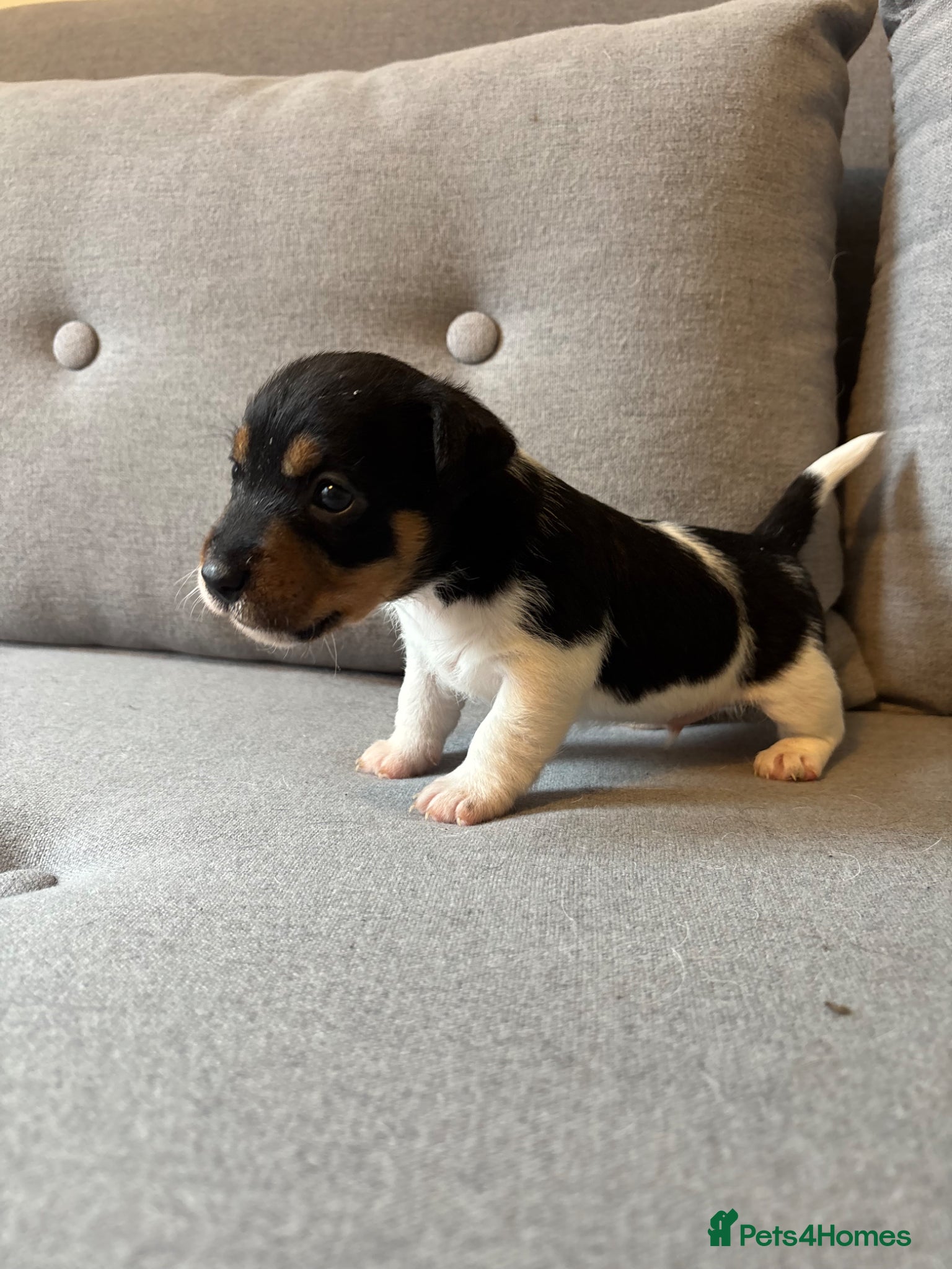 Jack Russell dogs Rough coat jack Russel pups - Advert 15