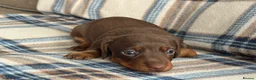 Miniature Dachshund dogs for sale: Miniature dachshunds chocolate and tan  - Advert 4