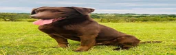 Labrador Retriever dogs for sale: Chocolate Labrador puppies - Advert 5