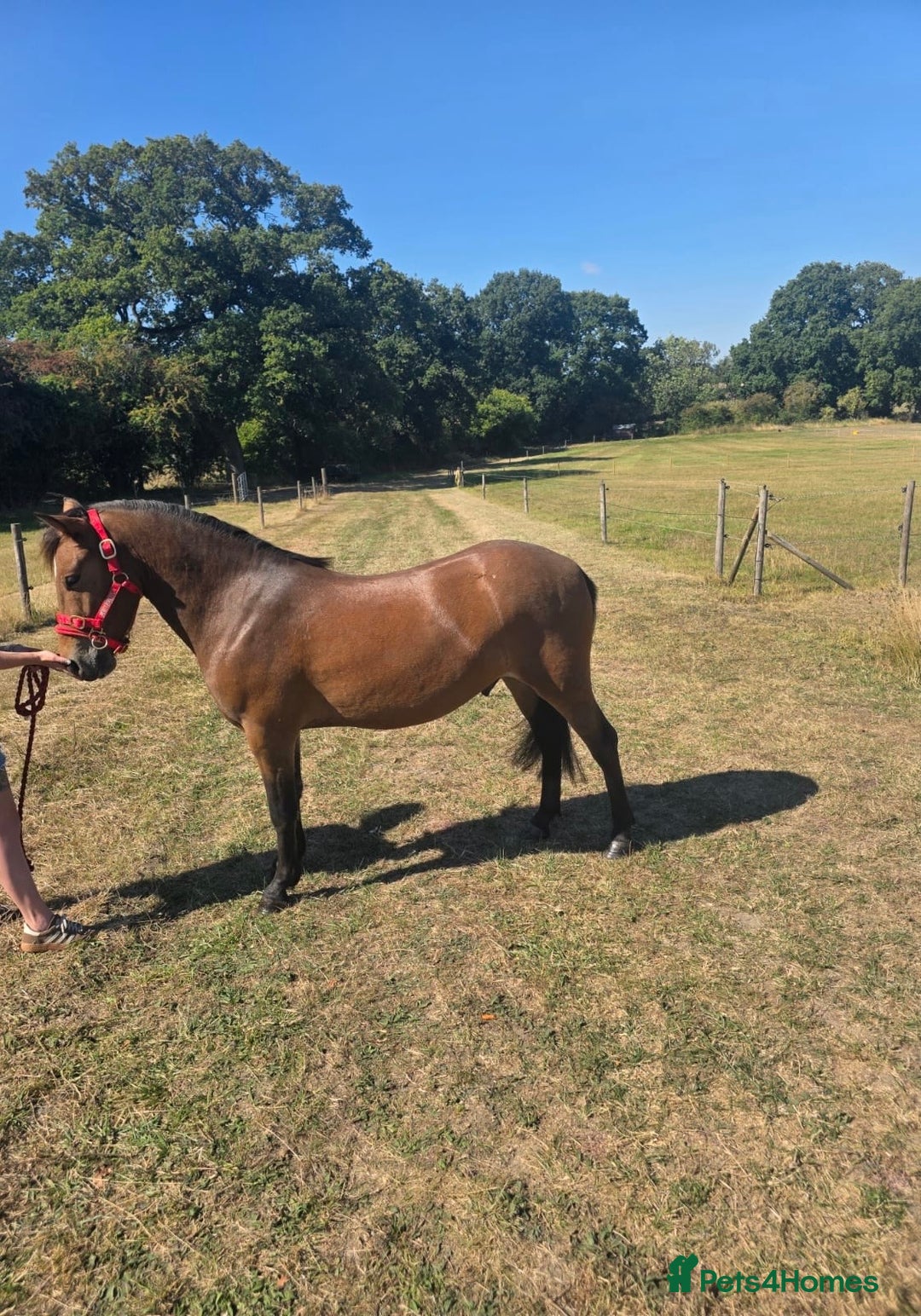 New Forest horses for sale: Rising 4 new forest gelding - Advert 5