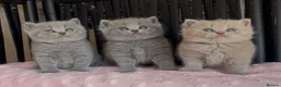 British Shorthair cats for sale: Beautiful Pedigree BSH kittens for sale  - Advert 20