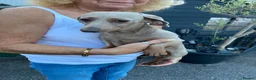Jackshund dogs for sale: Miniature dachshund x jackrussal puppies  - Advert 2