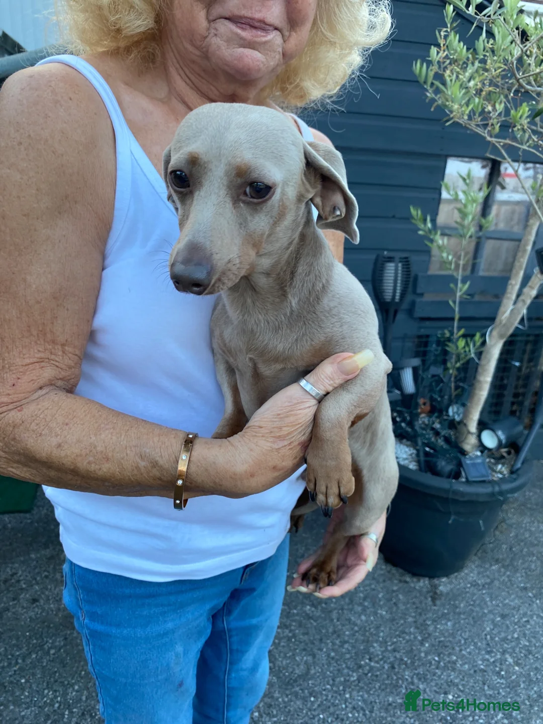 Jackshund dogs for sale: Miniature dachshund x jackrussal puppies  - Advert 2