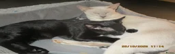 Siamese cats for sale: siamese cross boy kitten - Advert 5