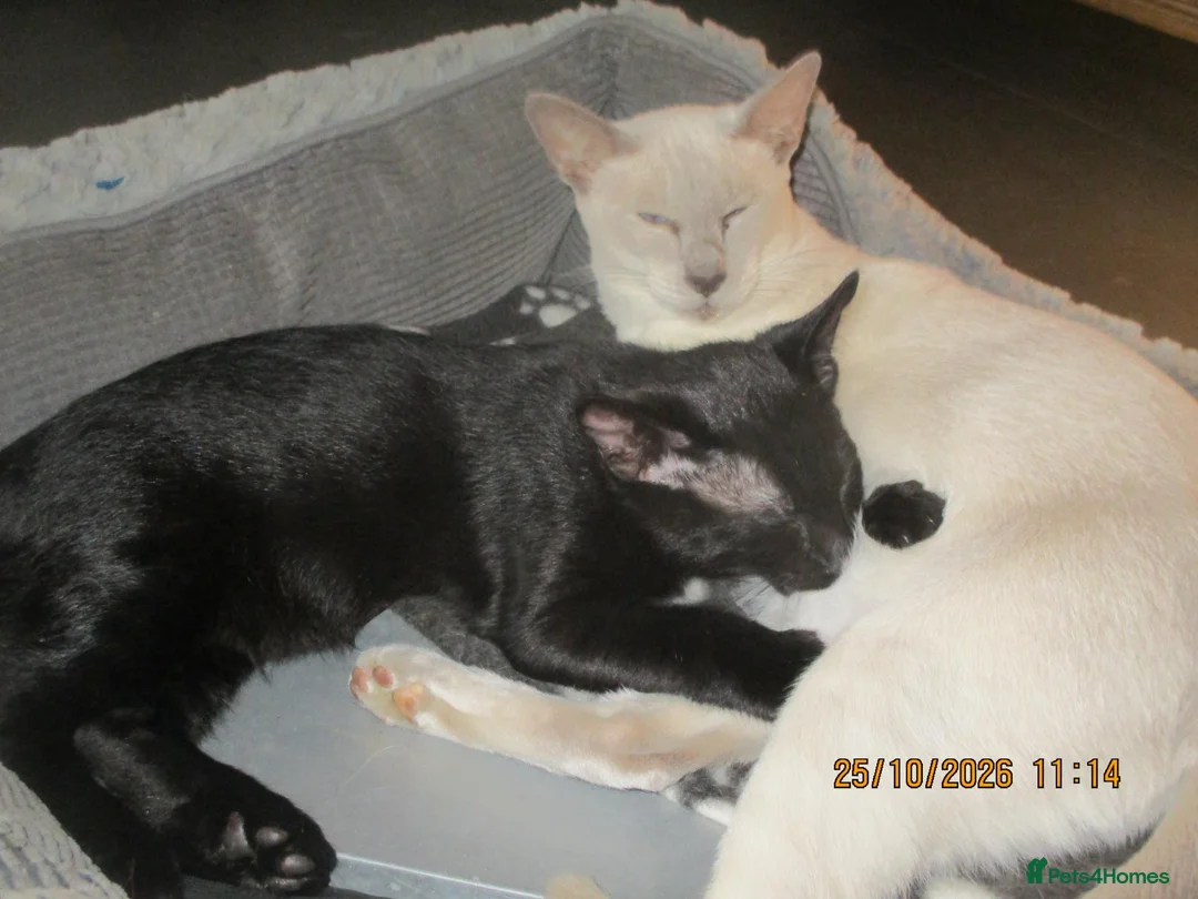 Siamese cats for sale: siamese cross boy kitten - Advert 5