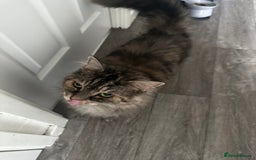 Mixed Breed cats for sale: Female Cat with everything she needs 🤍 - Advert 2