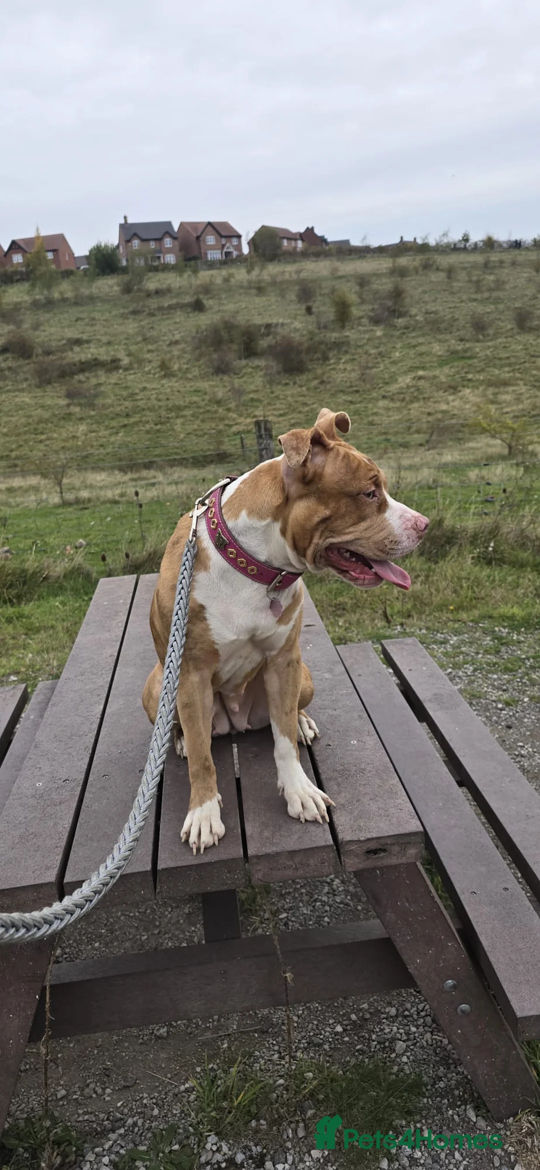 American Bull Staffy dogs for sale: Narla  - Advert 5