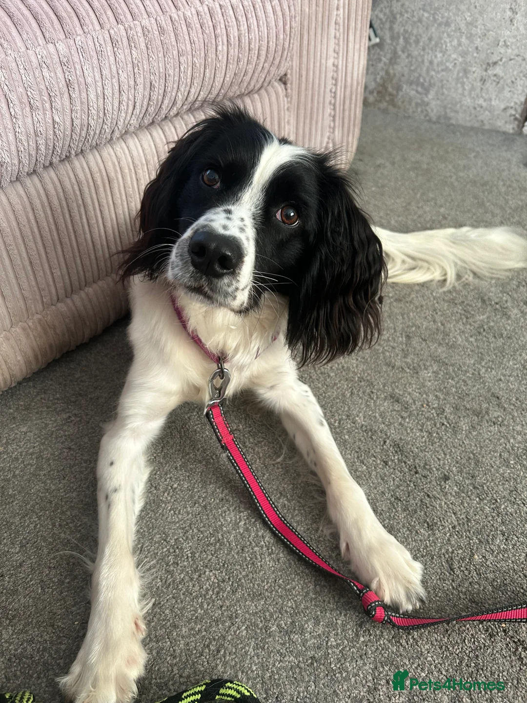 English Springer Spaniel dogs for sale: 2 year old Springer  - Advert 1