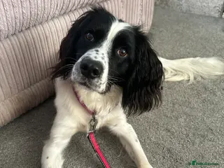 English Springer Spaniel dogs 2 year old Springer - Advert 1