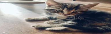 Maine Coon Kitten 2