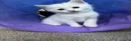 Mixed Breed cats for sale: One female kitten  - Advert 12