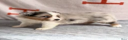 Australian Shepherd dogs for sale: Kc Australia shepherd puppies health test parents - Advert 9