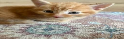 Mixed Breed cats for sale: 5 gorgeous kittens - Advert 6