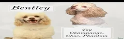 Poochon dogs for sale: Gorgeous male & female poochon puppies - Advert 3