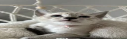 Siamese cats for sale: 7 Siamese Kittens  - Advert 11