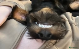 Dachshund dogs for sale: Wire haired Dachshund Bingley £400 - Image 2