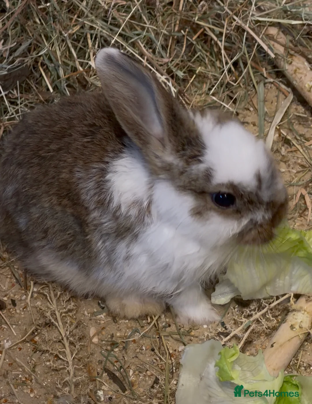 Mini Lop rabbits for sale: Lop rabbits - Advert 5
