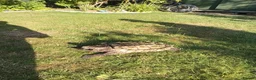 Turtle reptiles for sale: Alligator snapping turtle for sale in Romford - Advert 3