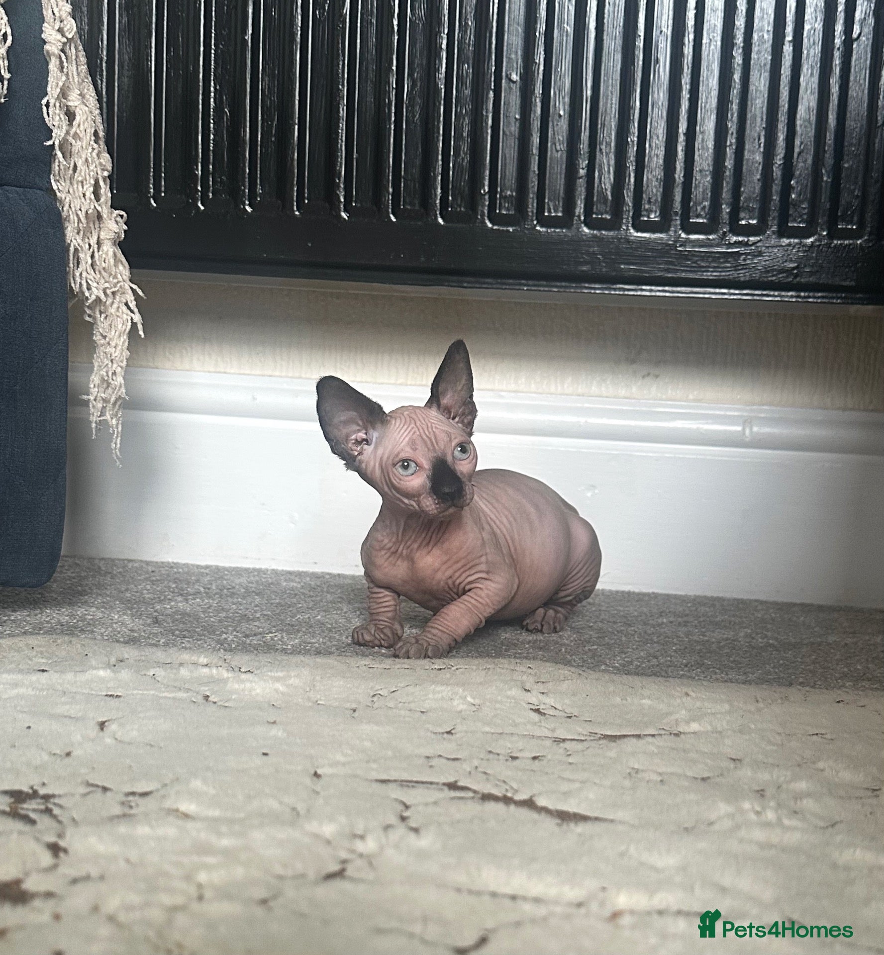 Sphynx cats *REDUCED* Canadian Sphynx kitten  - Advert 7