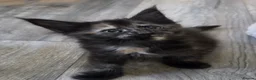 Maine Coon cats for sale: Stunning Maine coon kittens - Advert 6