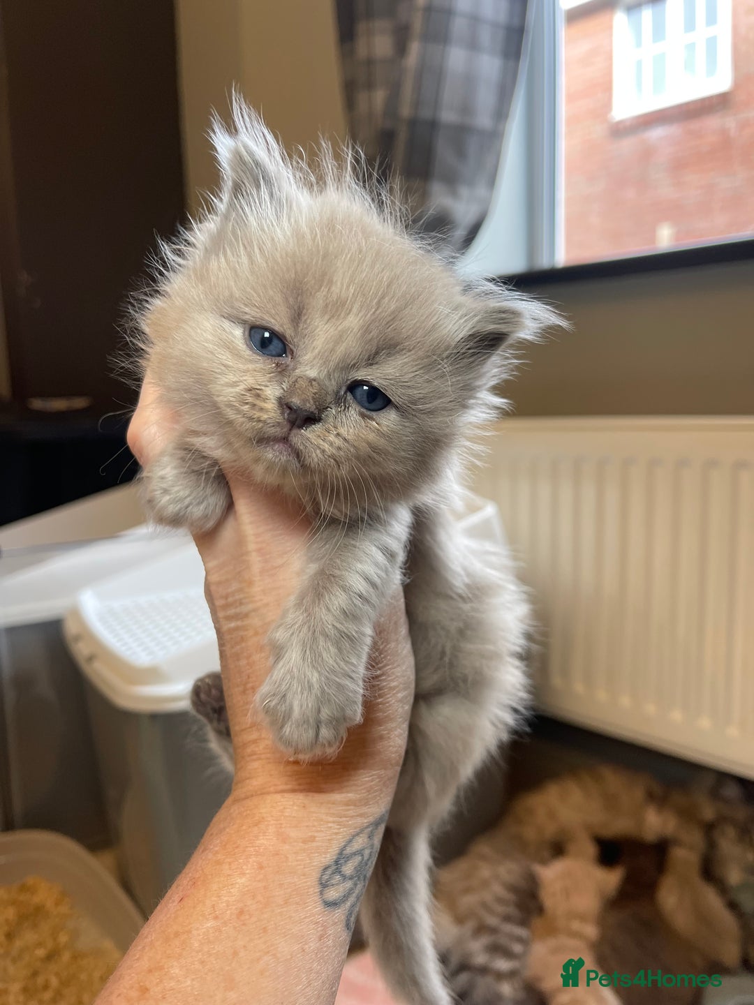 Ragdoll cats for sale: 💫Pedigree Cherubim Ragdolls💫 - Image 13