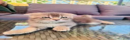 Scottish Fold cats for sale: ✨ Kittens Looking for Forever Homes ✨ - Advert 6