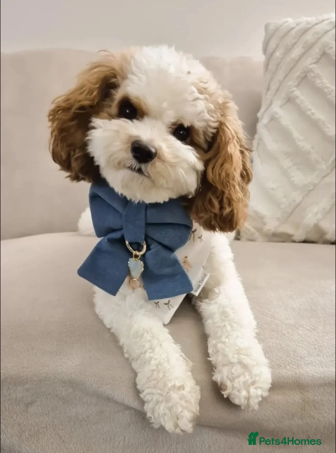 Cavapoo dogs for sale: 4 beautiful fb1 cavapoo puppies for sale!!  - Advert 5