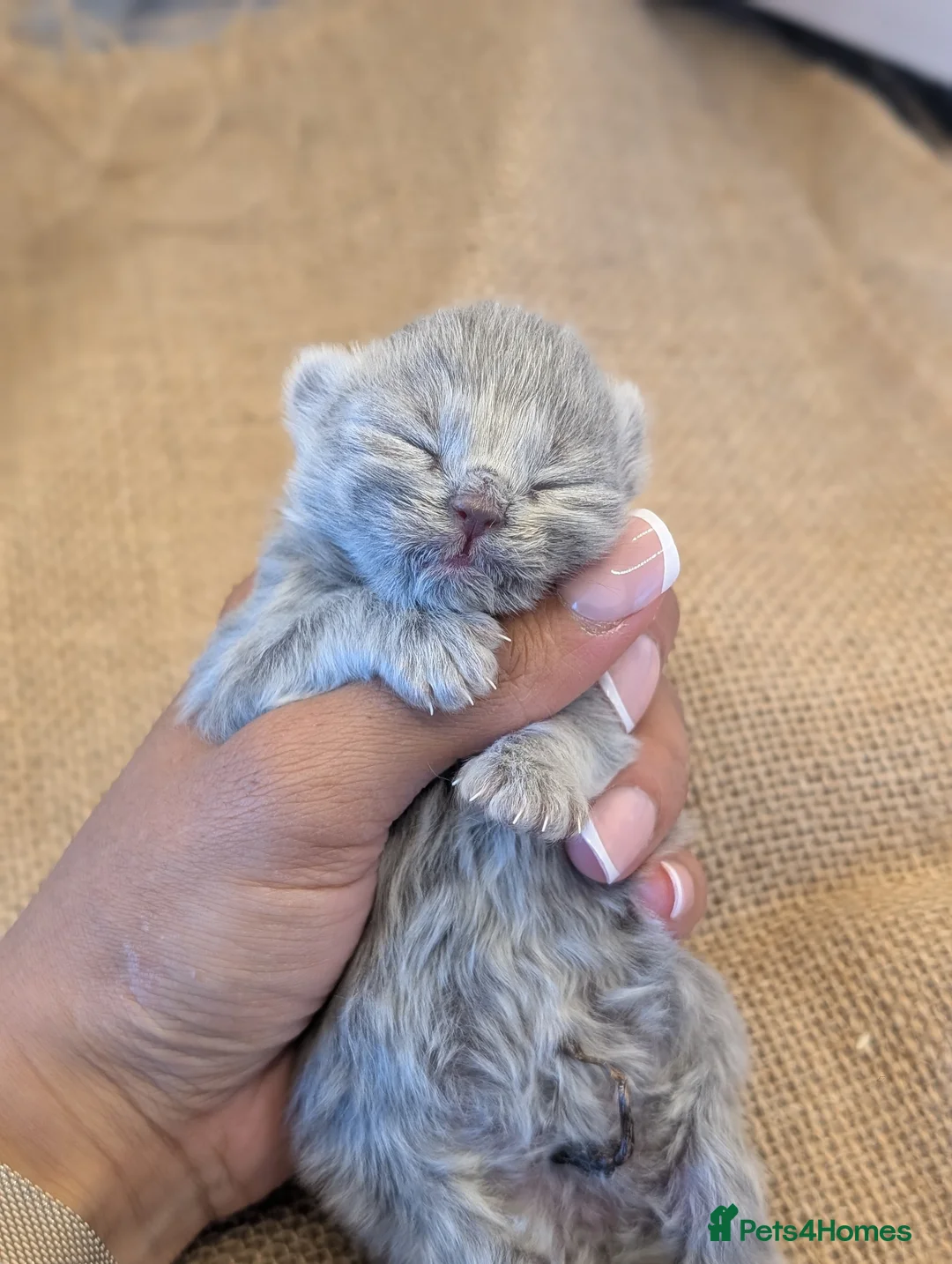 British Shorthair cats for sale: GCCF British Shorthair kittens  - Advert 2