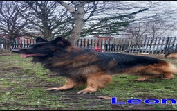German Shepherd dogs for sale: Excellent Long-Haired German Shepherd Puppies-KC - Image 31