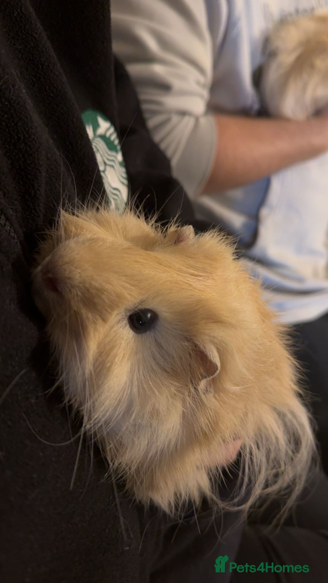 Guinea Pig rodents for sale: Two Male Guinea Pigs For Sale - Advert 1