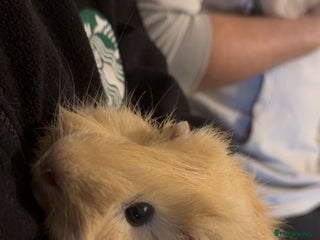 Guinea Pig rodents Two Male Guinea Pigs For Sale - Advert 1