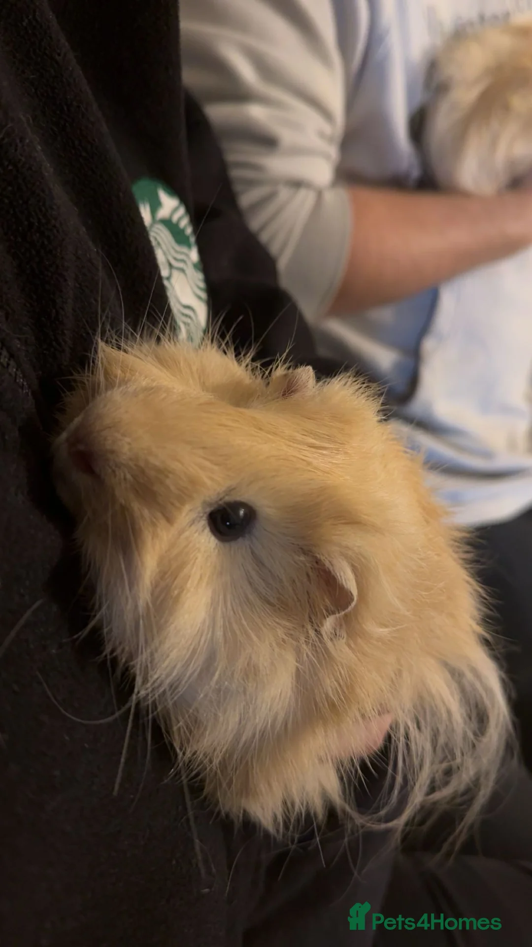 Guinea Pig rodents for sale: Two Male Guinea Pigs For Sale - Advert 1