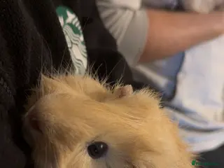 Guinea Pig rodents Two Male Guinea Pigs For Sale - Advert 18