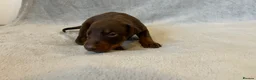 Dobermann dogs for sale: European American mix - Advert 5