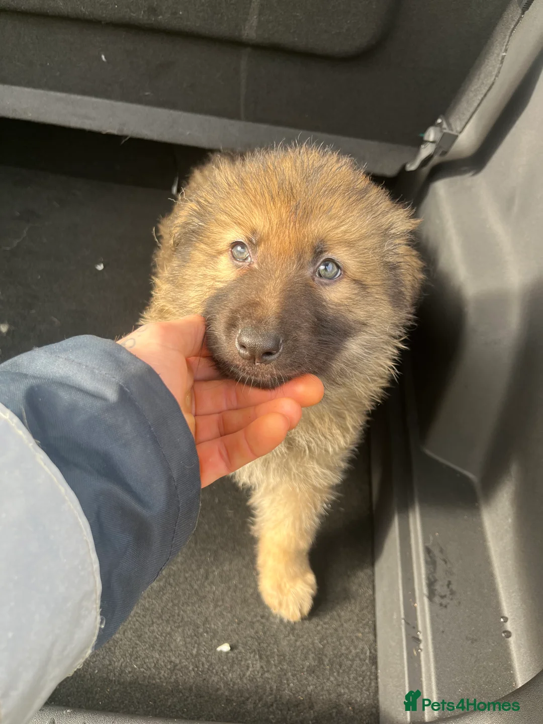 German Shepherd dogs for sale: Beautiful KC Reg Straight Back German Shepherds🐾 - Advert 5